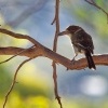 Fletnak sedohrbety - Cracticus torquatus - Grey Butcherbird o0483